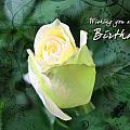 Rose Bud 1